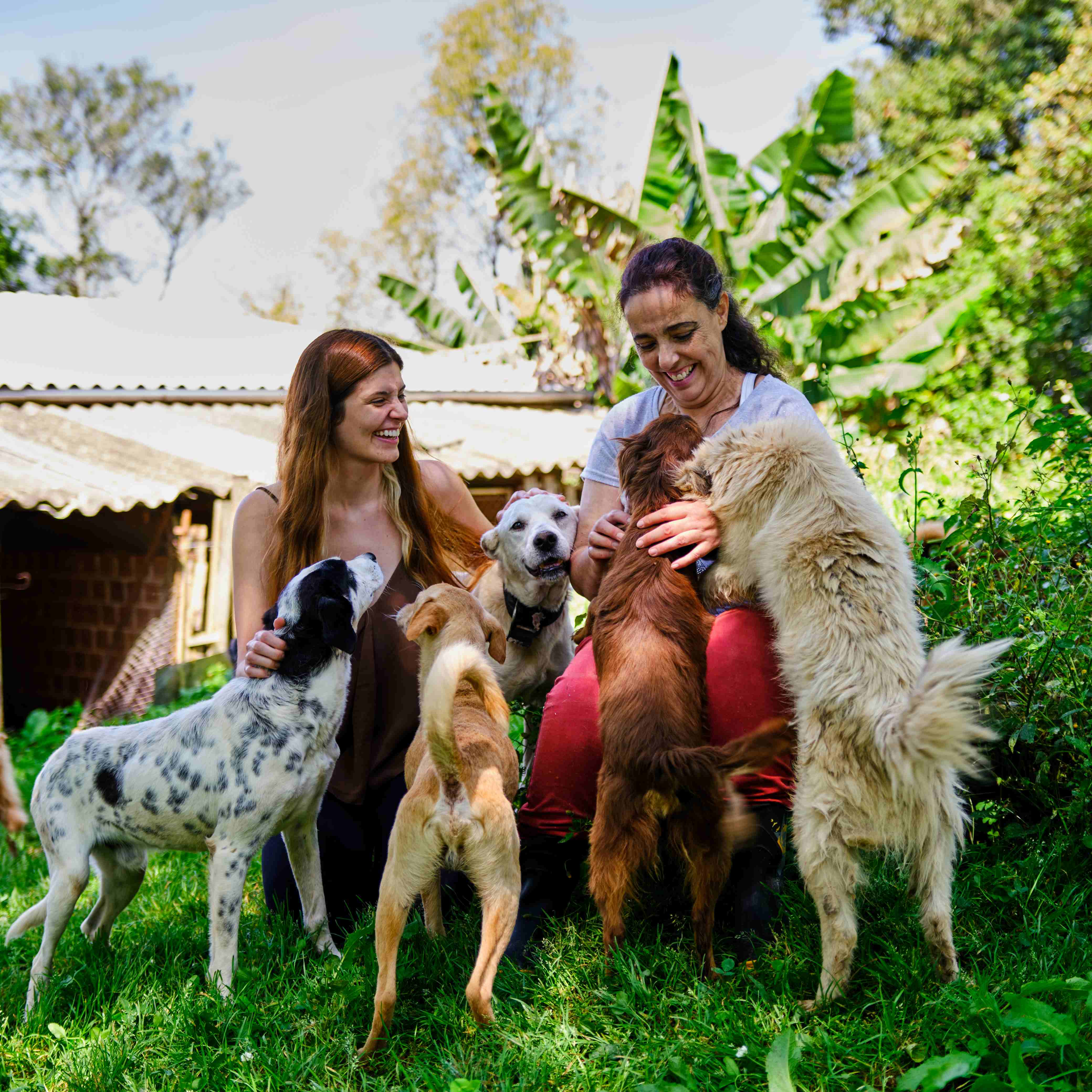 Campanha quer ajudar a construir pet hotel com clínica de reabilitação de cães