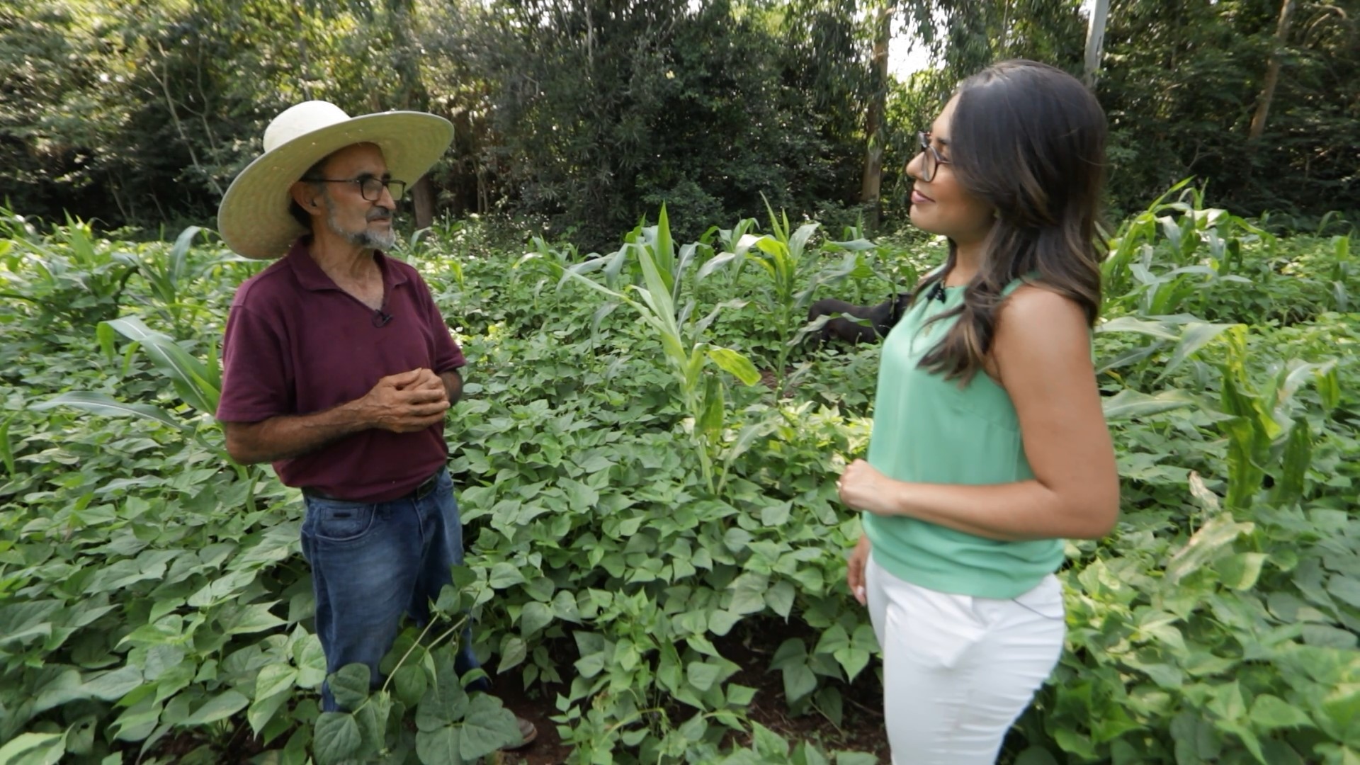 "Arquivo A" traz reportagem sobre a importância das sementes crioulas