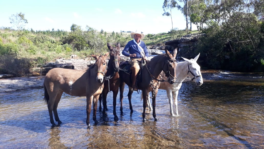 Aventureiro viaja 1900 quilômetros de mula até Barretos